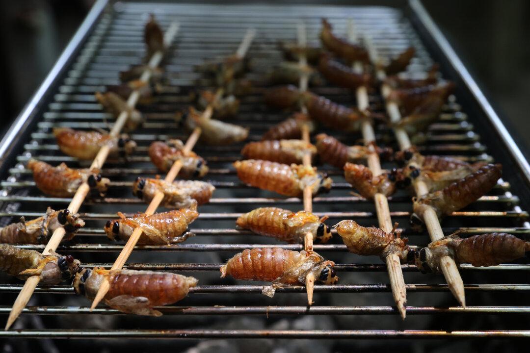 FDA Warns People With Seafood Allergies Not to Eat Cicadas