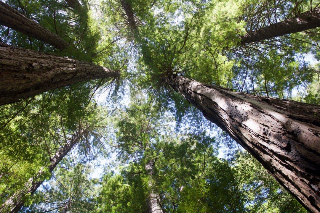 A Gambol in Muir Woods, the Pelican Inn, and Muir Beach