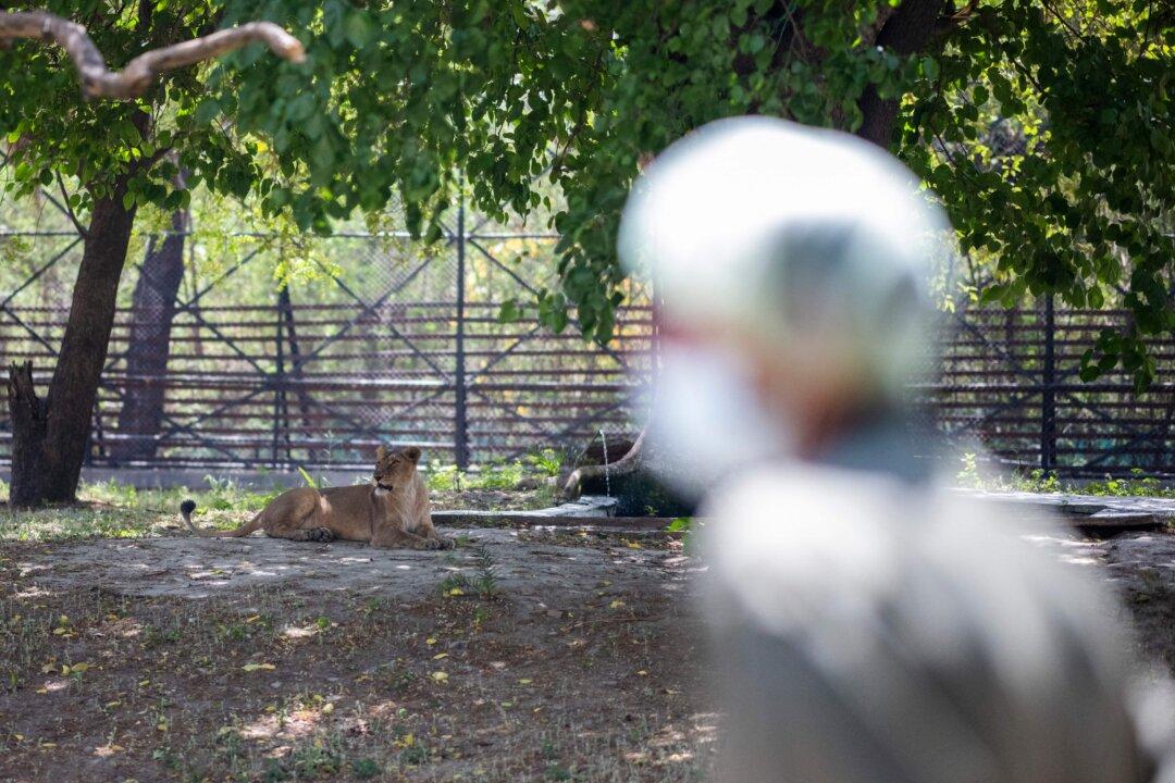 Lioness Dies From COVID-19 in Indian Zoo