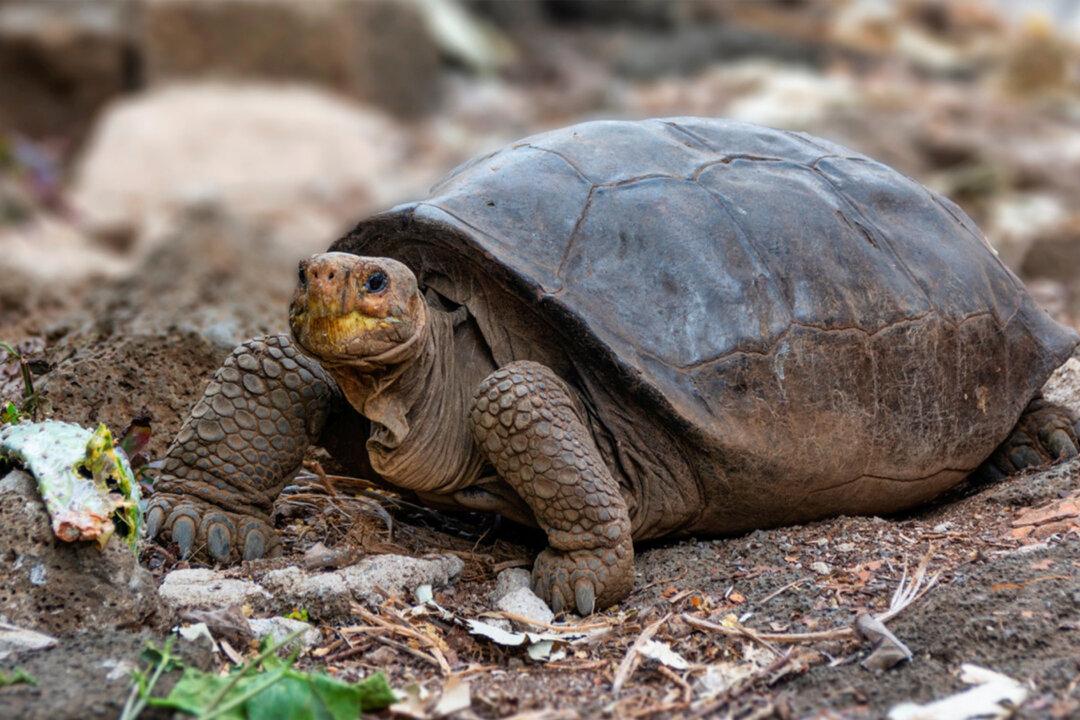 Giant Tortoise Considered Extinct 100 Years Ago is Found Still in Existence in Ecuador