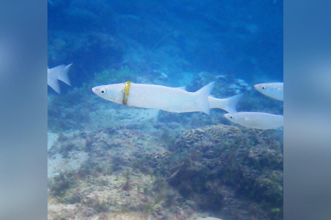 Snorkeler Spots Groom’s Lost $1,000 Wedding Band Stuck Around Mullet Fish in Australia