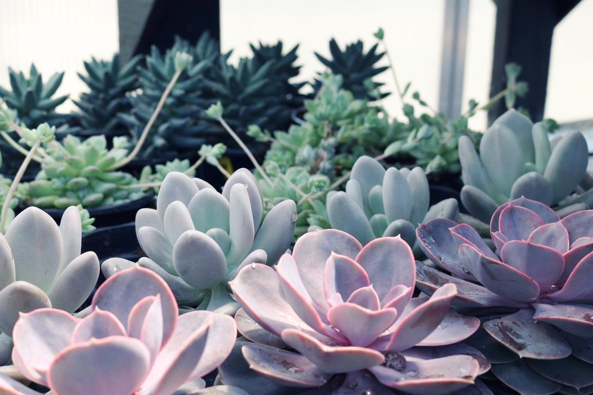 People friendly plants for your indoor oasis