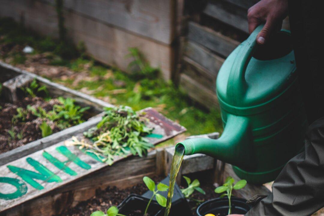 Gardening indoors vs outdoor