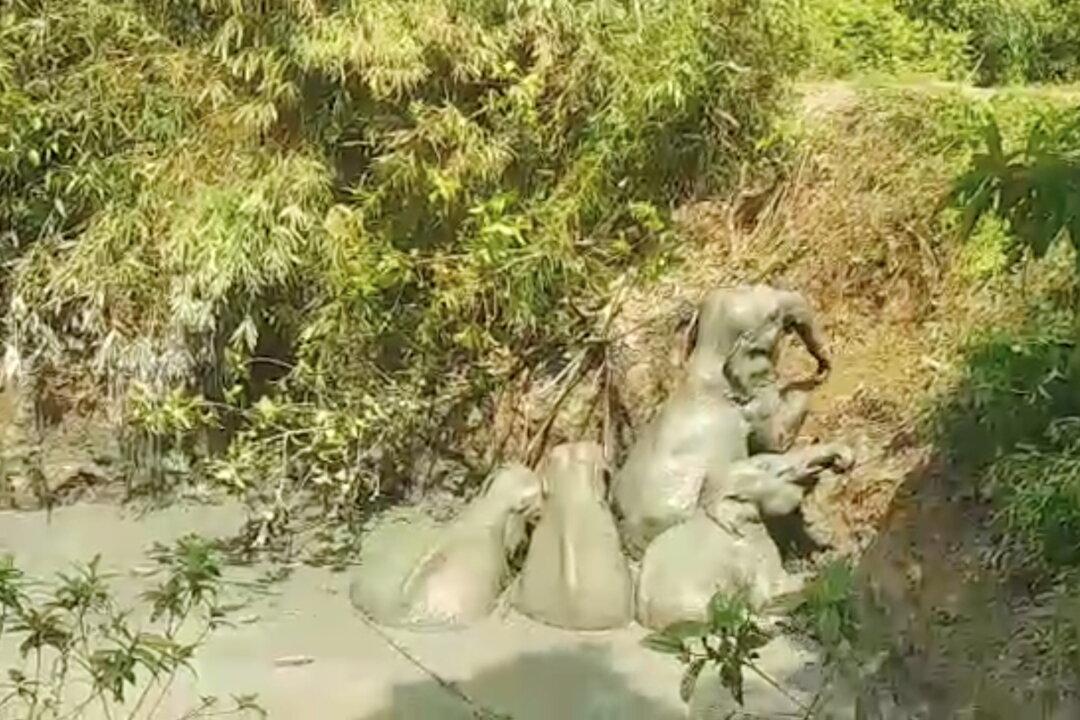 Elephants Escape Burma Mud Pit to Cheers From Villagers Who Helped