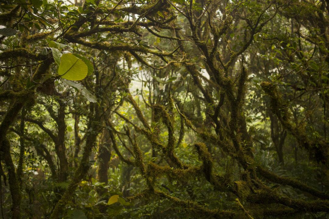 Monteverde Cloud Forest Is the Star of a Costa Rican Tour