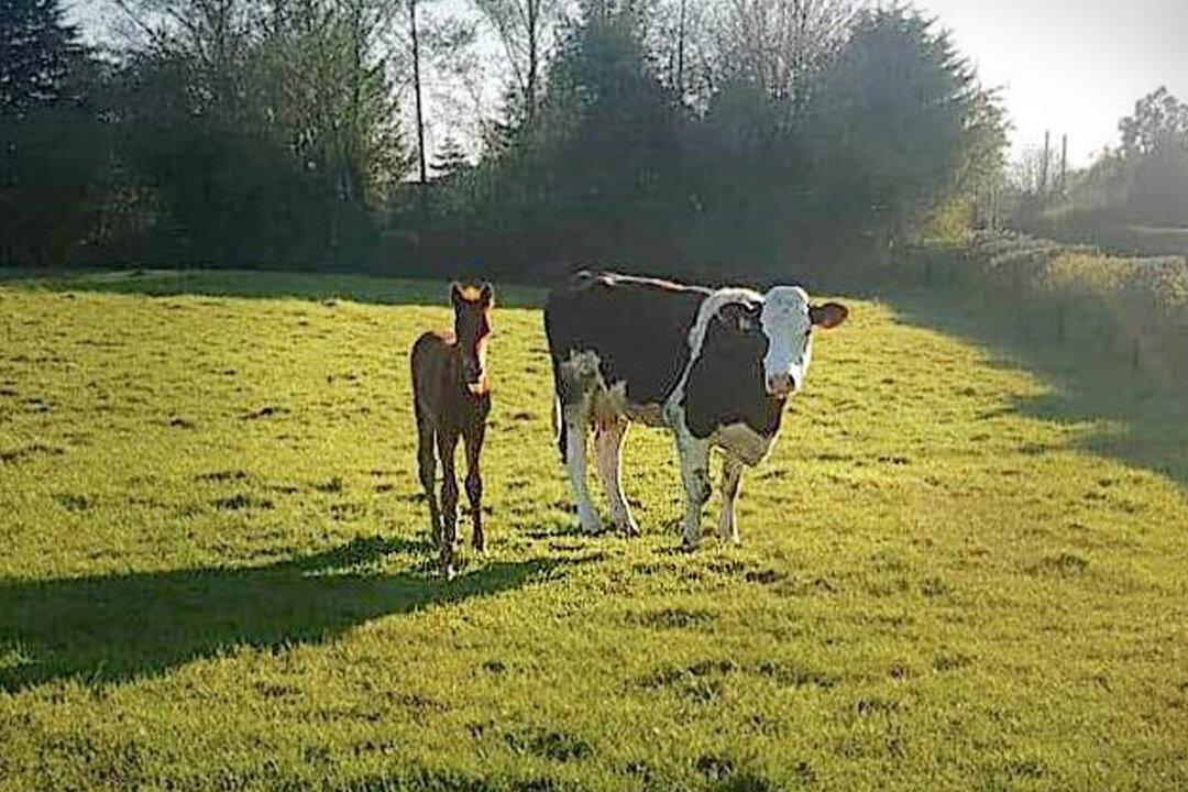 Orphaned Foal ‘Adopted’ by Cow Foster Mom Who Nurses Him as Her Own in Ireland