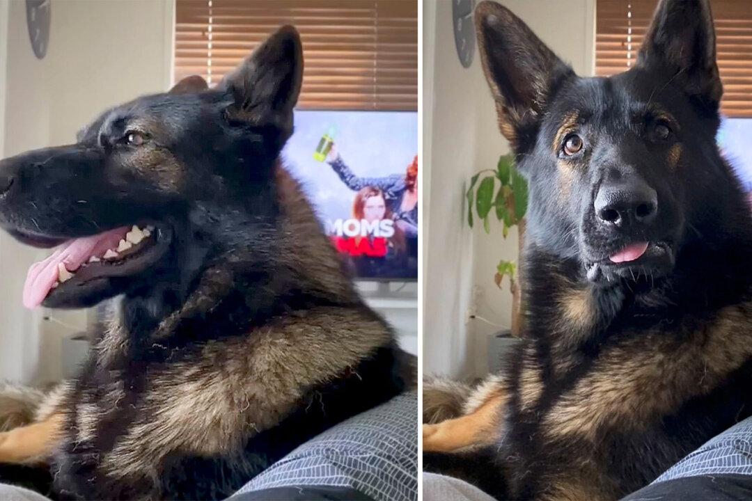 Video Shows Ex-Police K9’s Hilarious Response When Owner Says ‘Cocaine’—and It Goes Viral