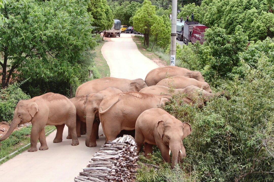 China’s Wild Elephants on the Move Again After Day of Rest