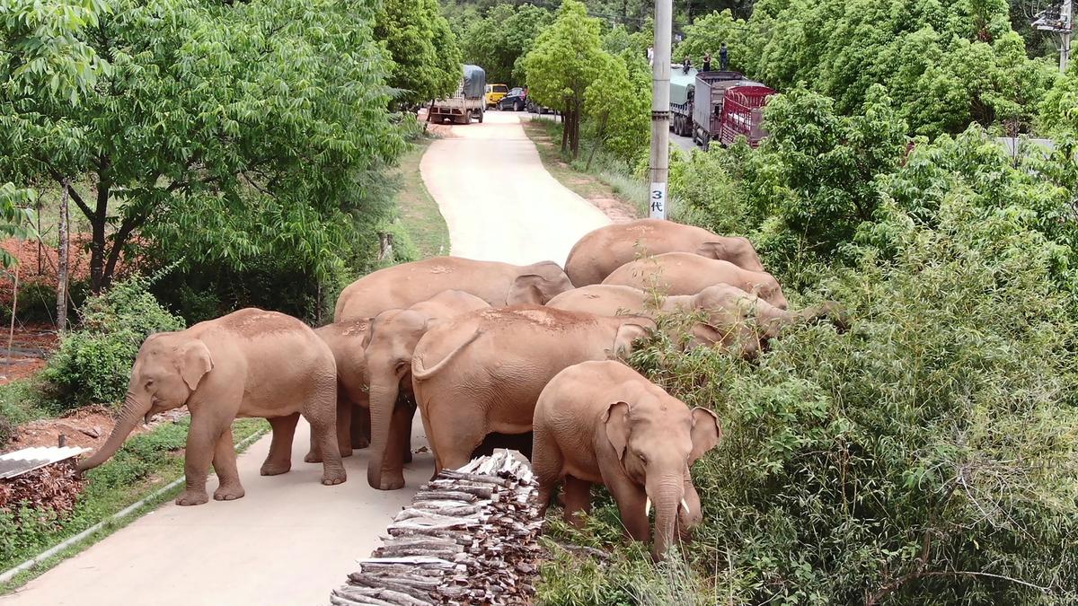 China’s Wild Elephants on the Move Again After Day of Rest