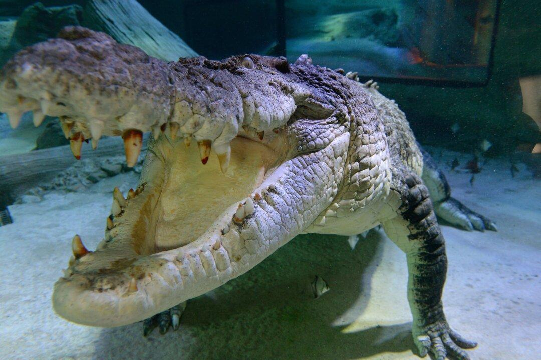 Family ‘Proud’ of Twin Who Fought Off Crocodile Attacking Her Sister in Mexico