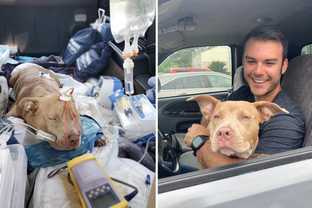 Man Finds Pit Bull Stabbed 7 Times Hiding Under His Truck, Gives Her New Forever Home