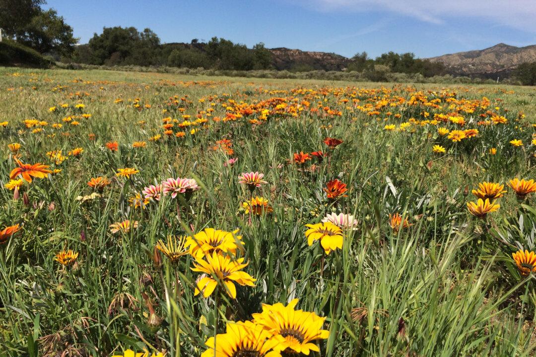 Petition Calls on Rancho Santa Margarita to Protect Flower Field From Redevelopment