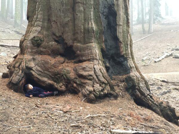 The author at the base of a sequoia tree in Sequoia National Park, while on vacation with his family in California four years ago. (Courtesy of Andrea Falce)