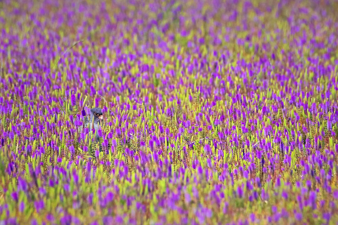 Can You Spot the Raptor Hiding in the Sea of Purple Flowers? (And Identify What Species It Is?)