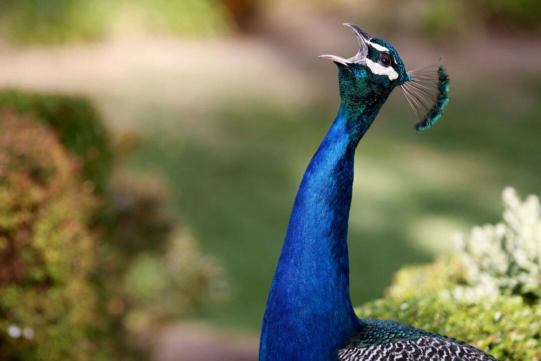 Birdwatchers Must Be Made to Embrace Diversity and Inclusion