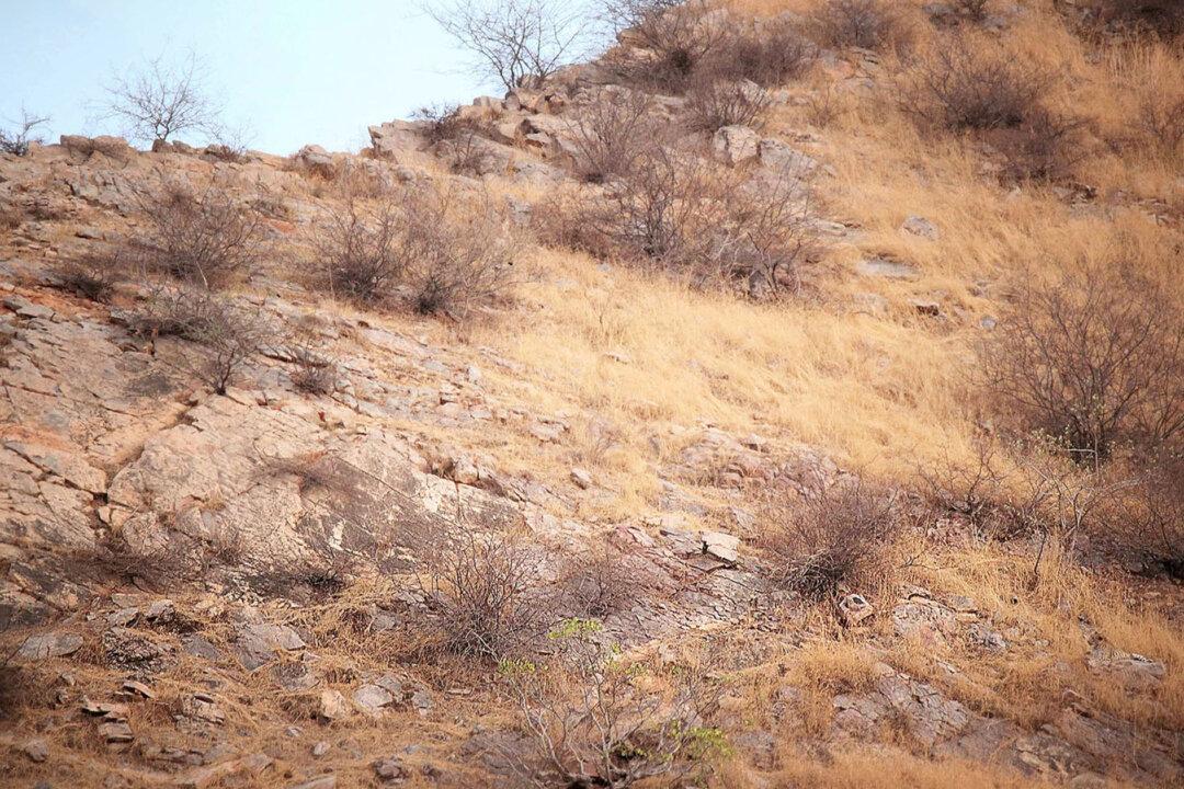Can You Spot the Camouflaged Leopard Blending Perfectly Into This Rocky Hillside Scene?