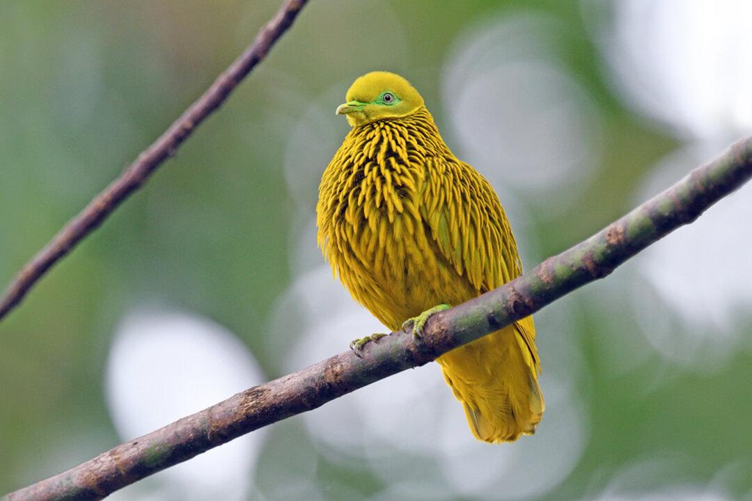 Meet the Golden Fruit Dove: A Gorgeous Bird That Will Stun You With Its Special Appearance