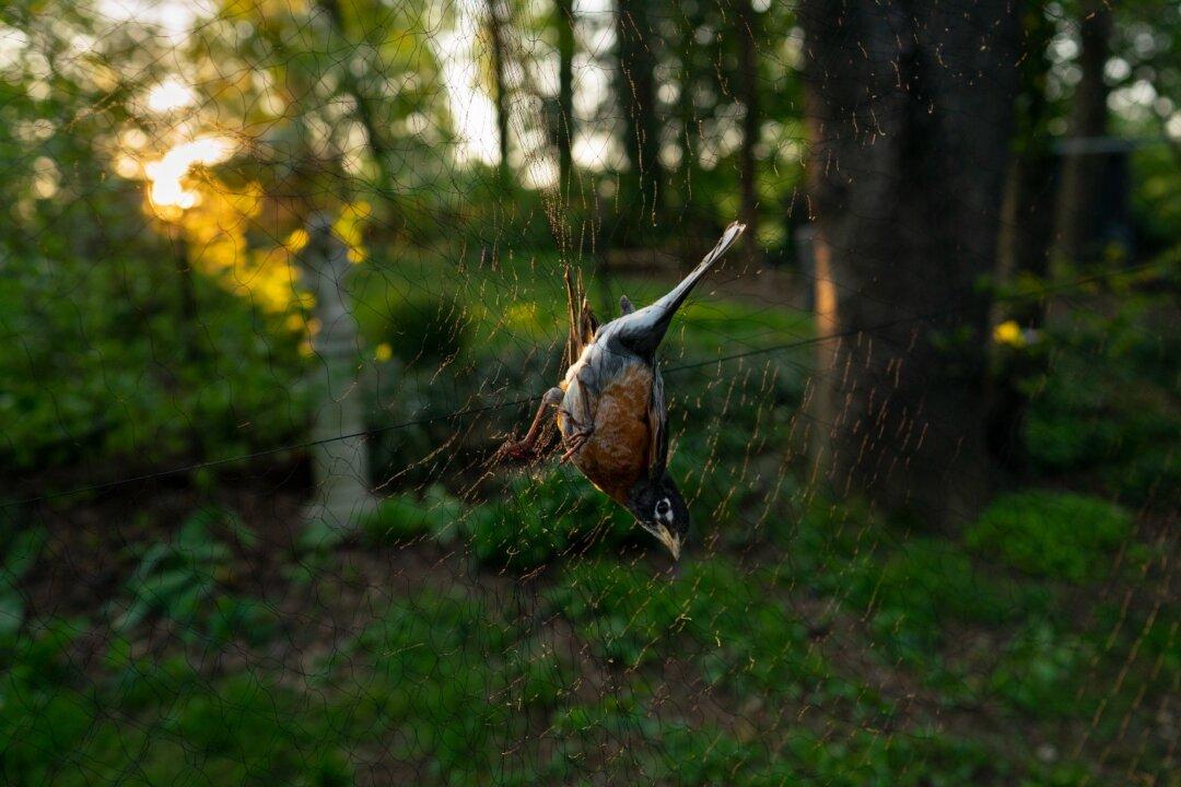 Scientists Hail Golden Age to Trace Bird Migration With Tech
