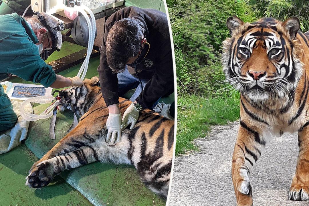 Vet Performs World-First Surgery to Save Aged 205lb Sumatran Tiger’s Ulcerated Eye