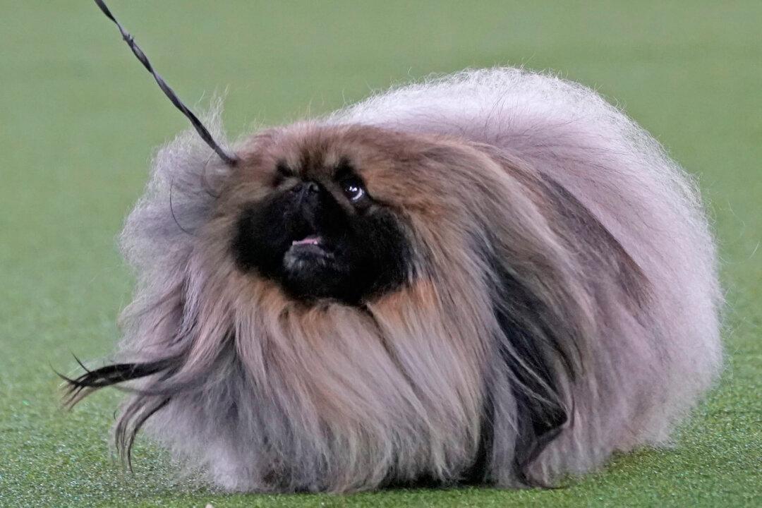Top Dog! Pekingese Named Wasabi Wins Westminster Show