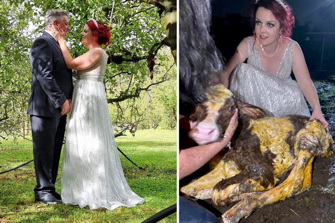 Bride Leaves Wedding Reception to Help Her Cow Deliver a Calf While Still Clad in Her Gown