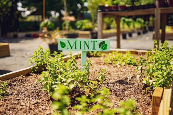 Mint has many culinary and medicinal uses, can be grown easily and is pest and rot resistant. (Jonathan Gutierrez)