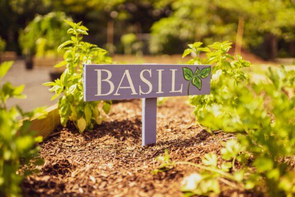 Basil is a flavorful herb which has been proven to have many health benefits. (Jonathan Gutierrez)