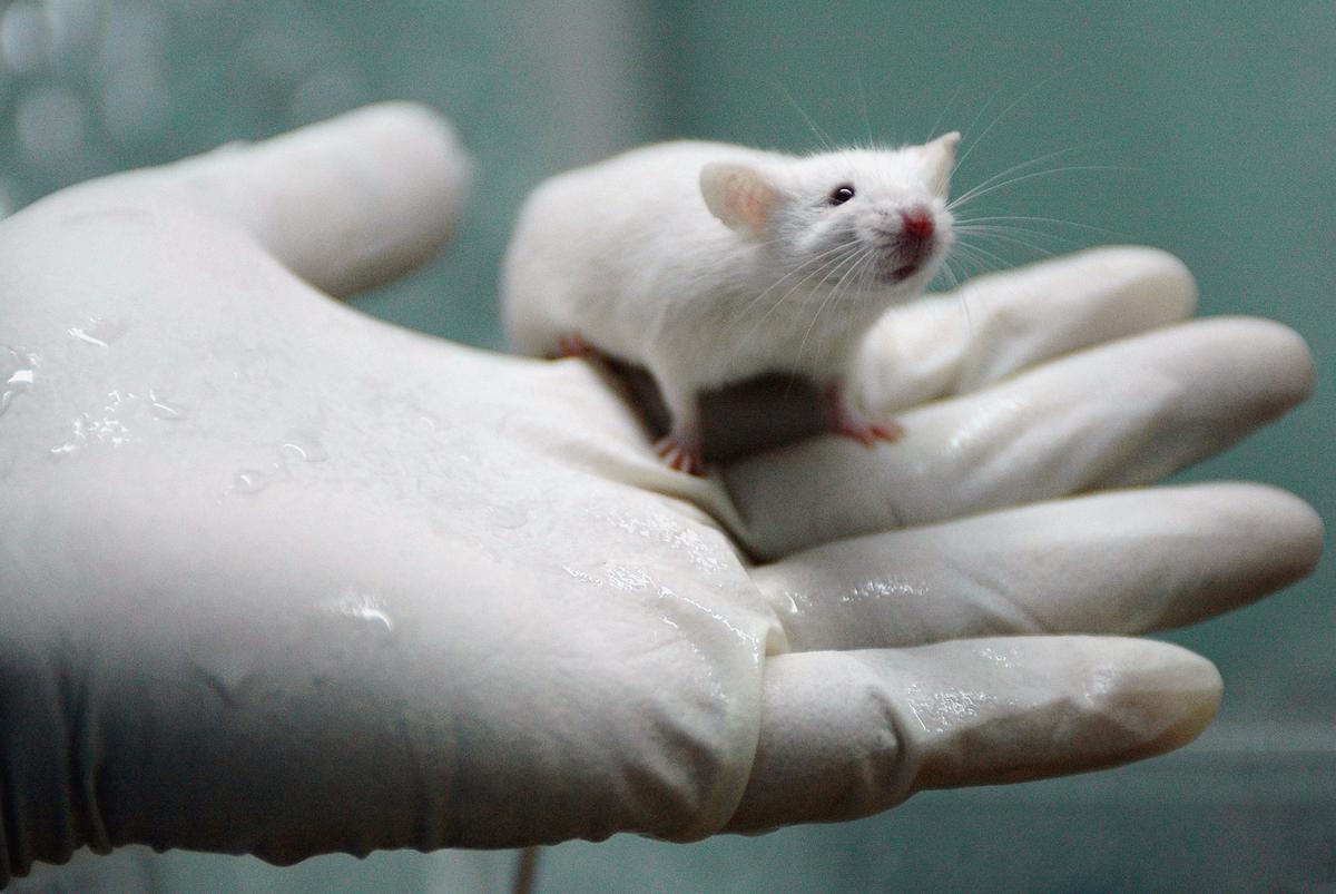 Lab Rat Offspring Got Rib Malformations After COVID Vaccination: Moderna Trial Documents