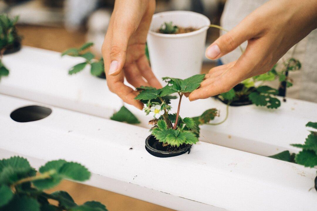 How to Grow Your Own Plant Medicine