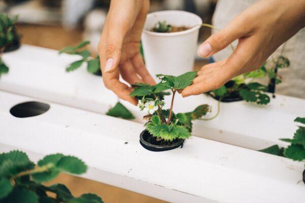 Sanctuary of Love grows their own herbs and use them in all their recipes. (Jonathan Gutierrez)