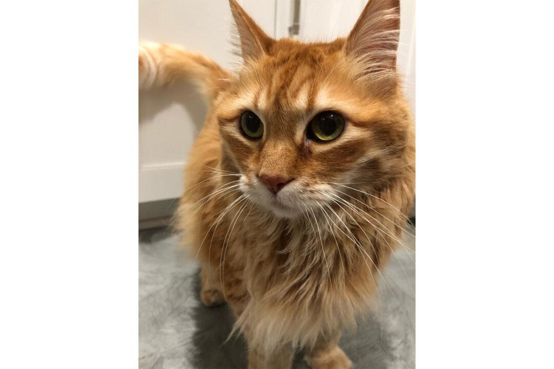 Irvine Family Blames Airline for Cat’s Death During International Flight