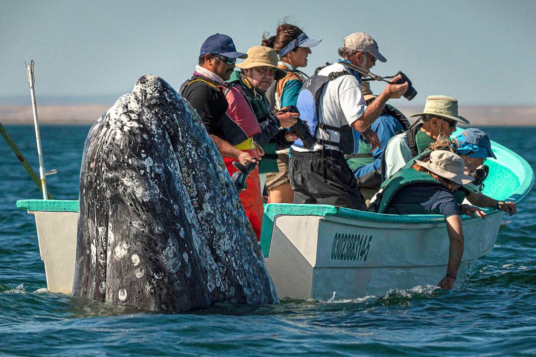 Photos Show Whale Watchers Failing to See Huge Whale Pop Up Right Beside Their Boat in Baja