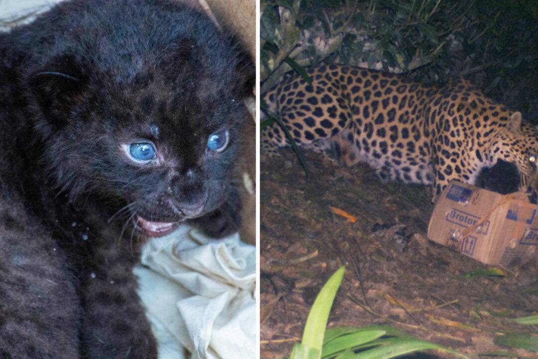Rescue Team Reunites Leopard Cub With Mom After Finding the Infant Alone on a Tea Estate