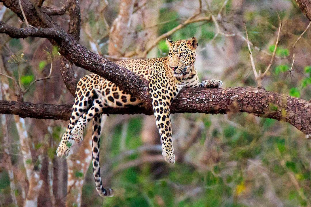 Photographer Snaps Stunning Pictures of Famed Leopard in India Hanging Out Lazily in a Tree