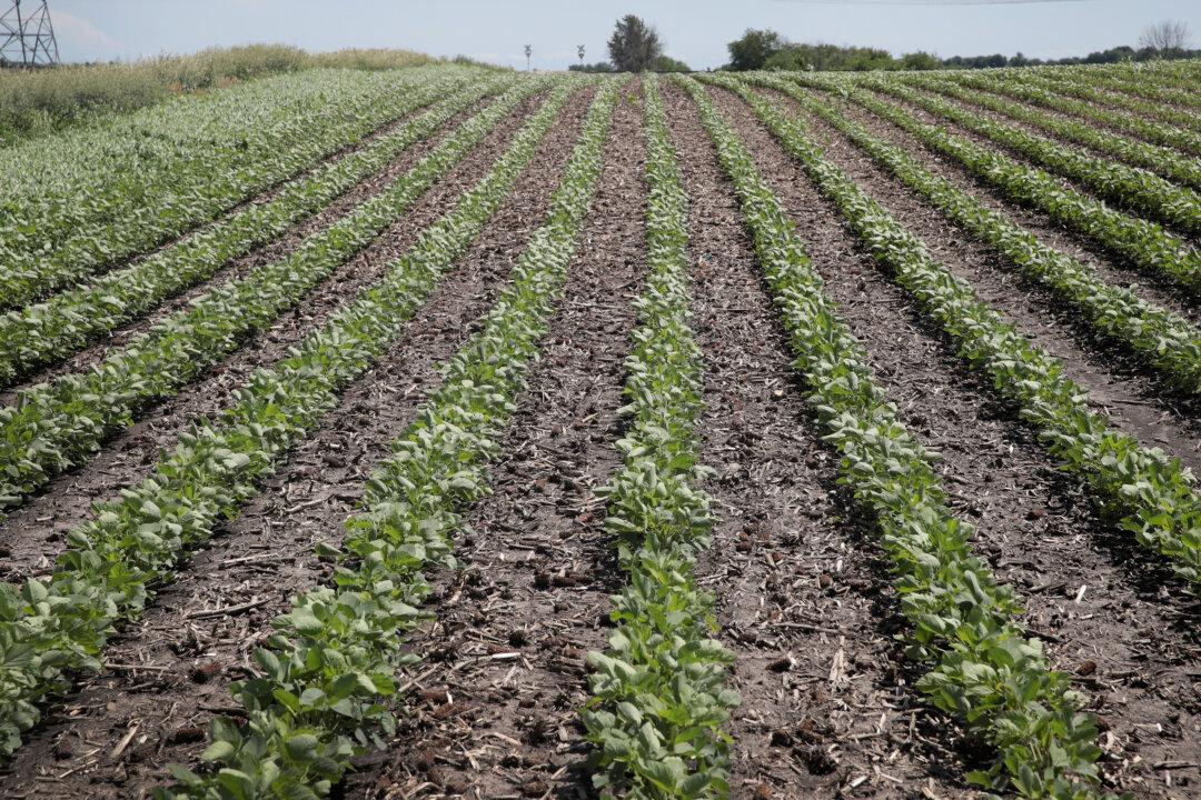 White Illinois Farmers Sue Over Race-Based Farm Loan Relief Program