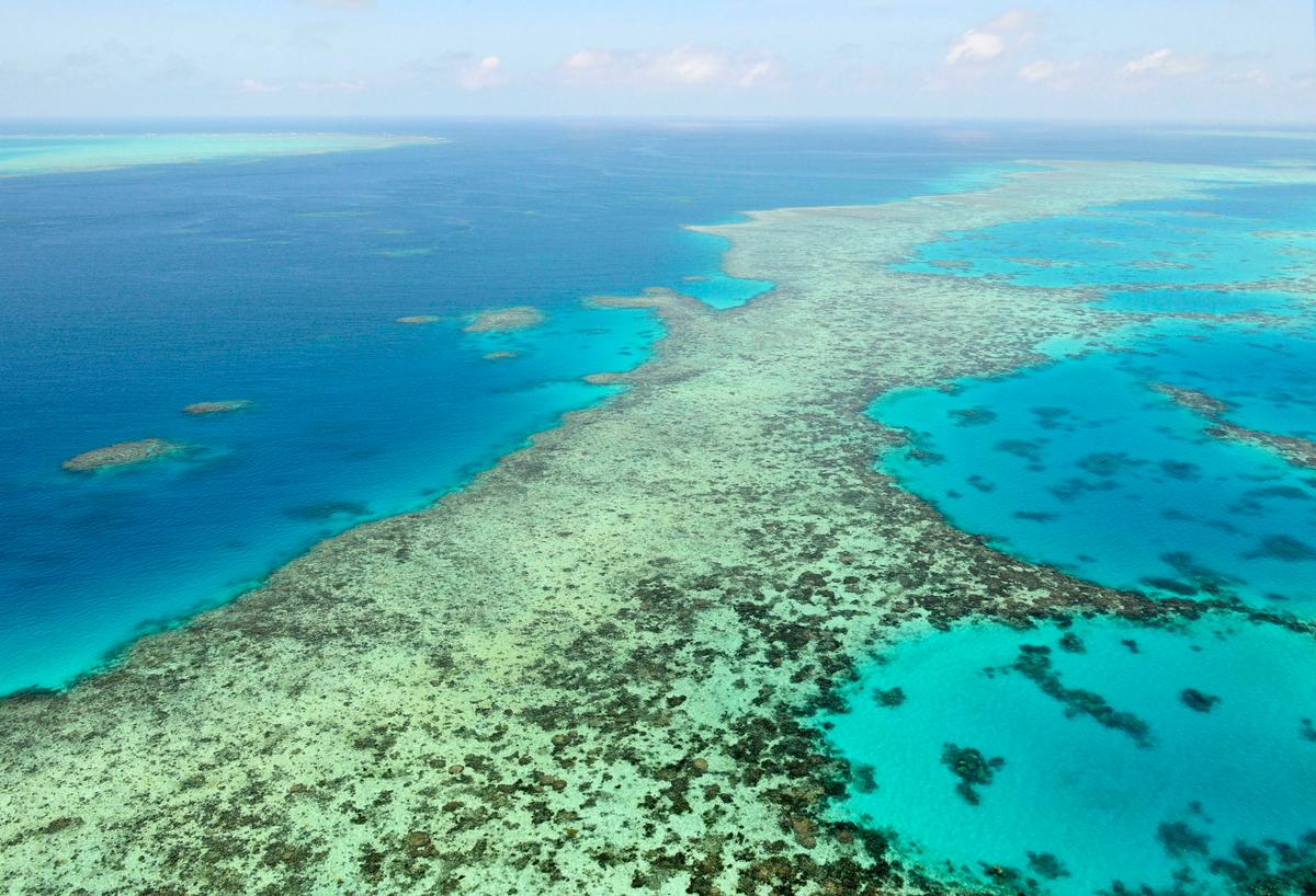 New Wastewater Technology to Clean Great Barrier Reef With Macroalgae
