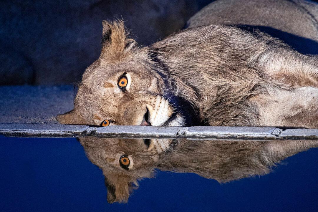 Photos: A ‘Depressed-Looking’ Lion Seems to Drown His Sorrows at a Waterhole
