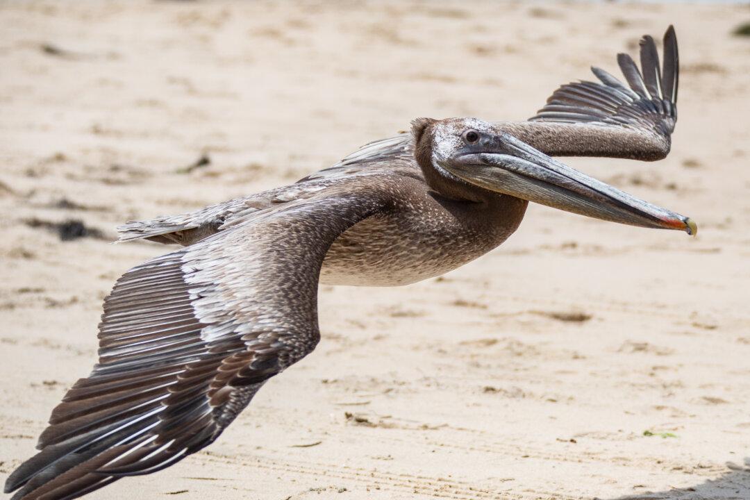 Pair of Injured Pelicans Returned to Wild