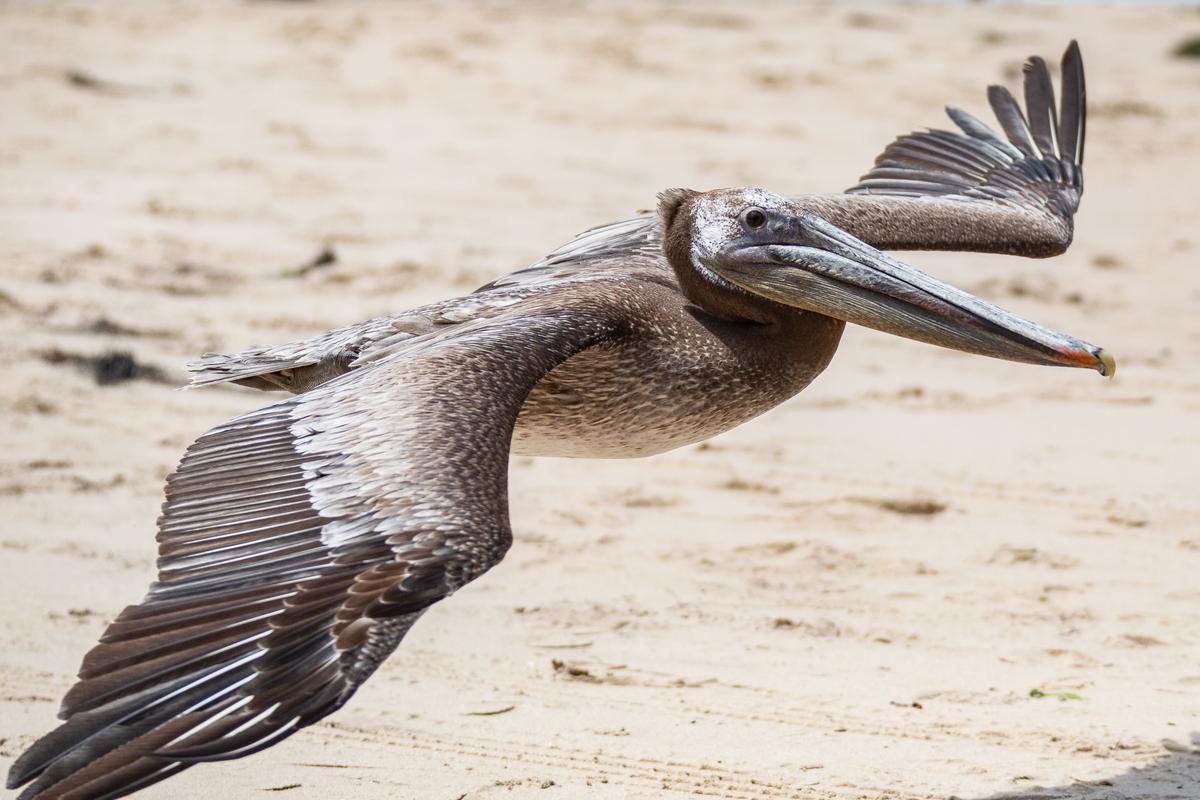 Pair of Injured Pelicans Returned to Wild