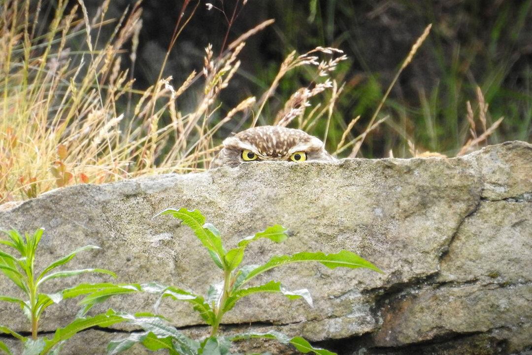 Photographer Has a Feeling He’s Being Watched—Then Snaps Owl Spying on Him From Behind Boulder
