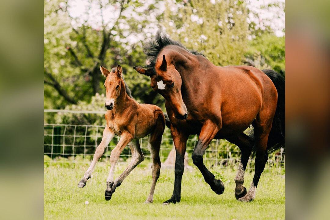 Mare Who Delivered Stillborn Baby Fosters Sickly Orphaned Foal as Her Own: ‘So Proud’