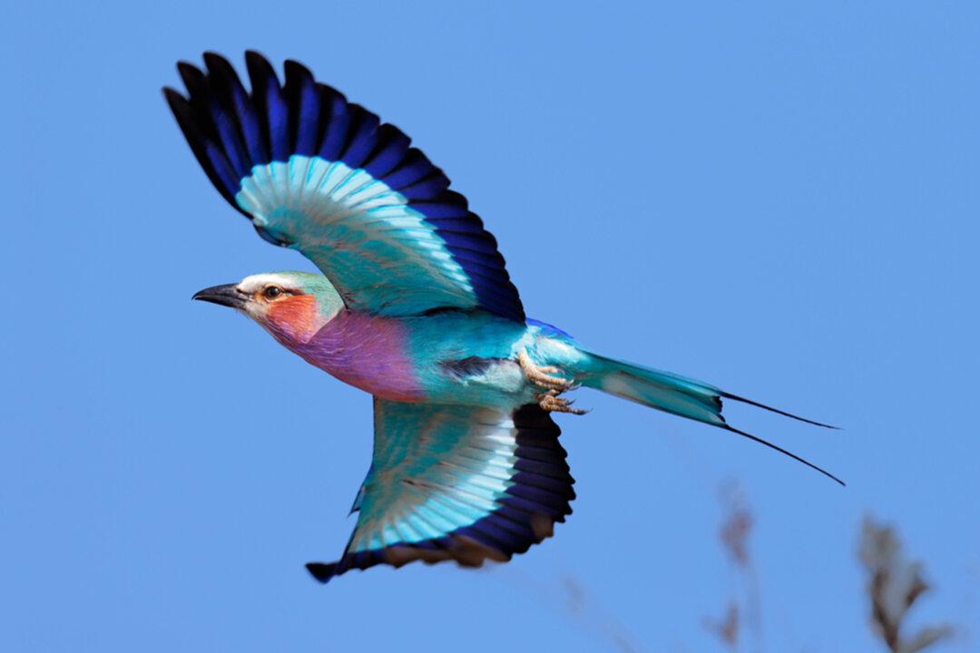 The Lilac-Breasted Roller’s Pastel Plumage Makes This Gorgeous Bird a Joy to Behold