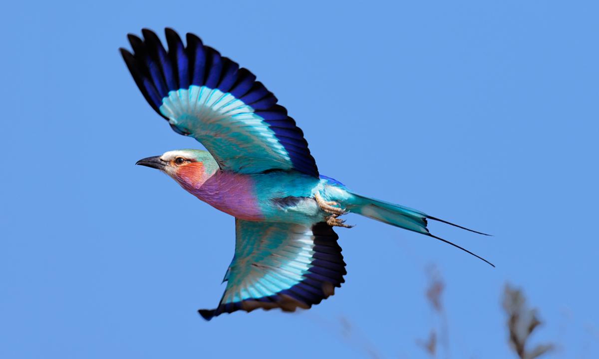 The Lilac-Breasted Roller’s Pastel Plumage Makes This Gorgeous Bird a Joy to Behold