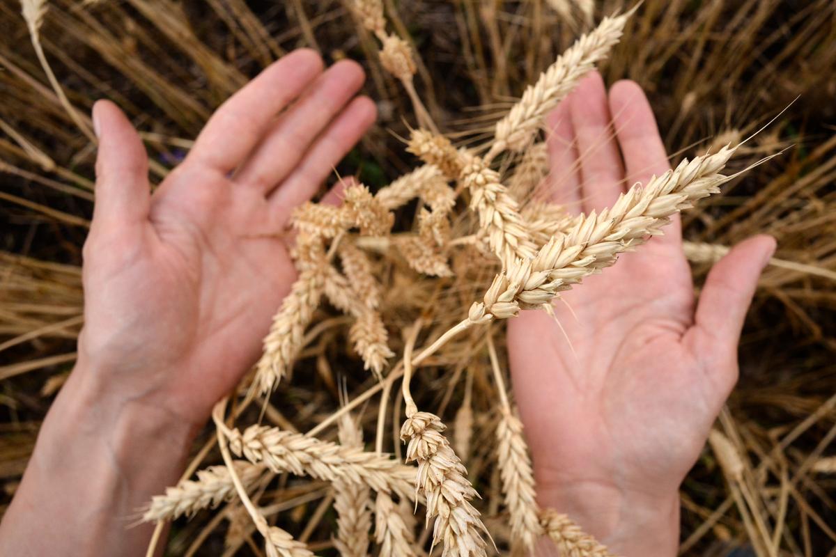 Russia–Ukraine Crisis Threatens Global Food Supply; Wheat, Corn Supply Disruptions Anticipated