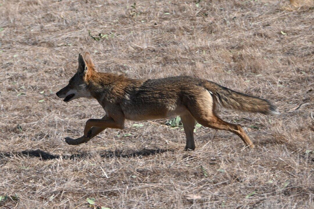 Wildlife Corridor Project in Orange County Moves Forward