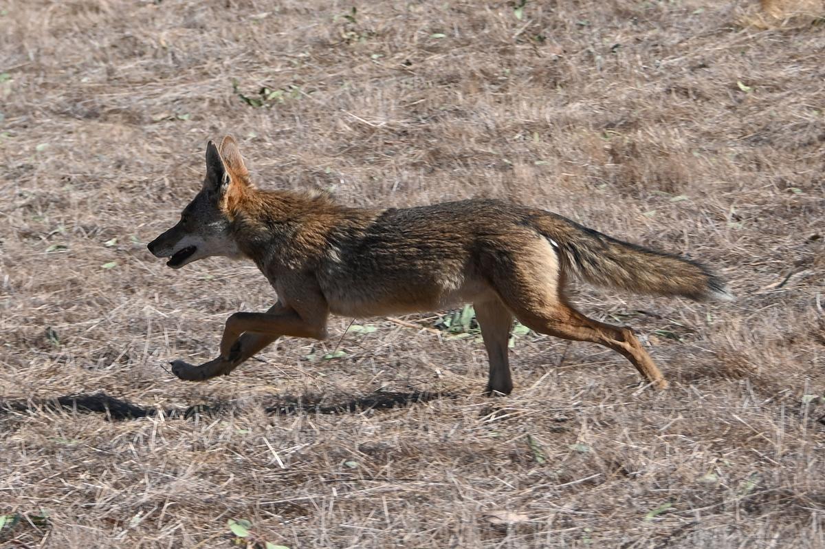 Authorities Should Back Pets Over Coyotes