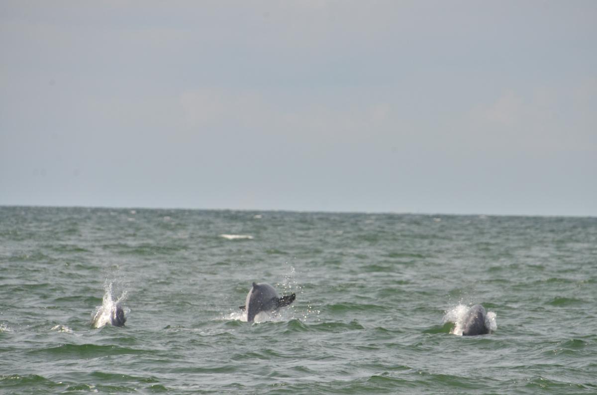 A Whale of a Time in Thailand
