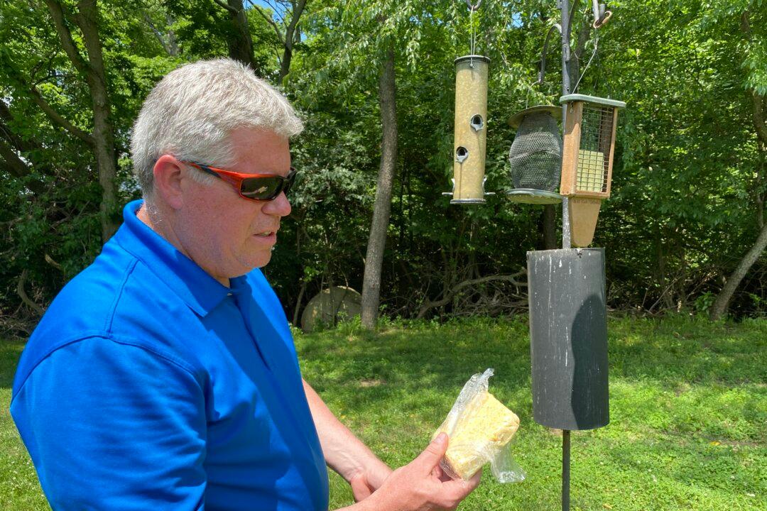 How to feed to help, not hurt, wild birds