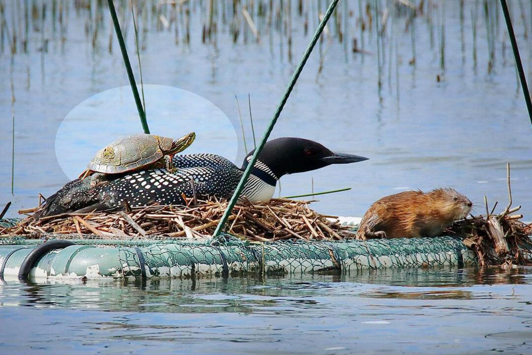 Photographer Captures Amazing Picture of a Turtle Piggybacking a Loon on Minnesota Lake