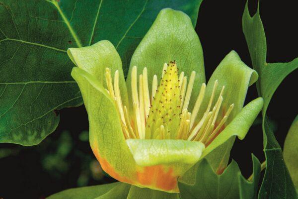 At the heart of the Queen’s Grove was the Virginia tulip tree, which was purported to have been Marie Antionette’s favorite tree. Now, 150 tulip trees grace the center of the restored Queen’s Grove. (D. Saulnier/Palace of Versailles)